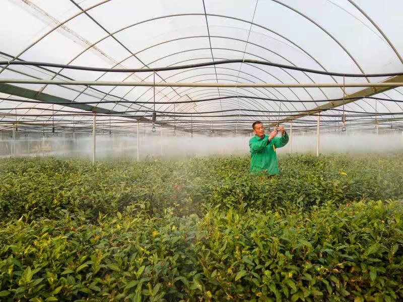 臨沭縣春山茶園里茶農在調試噴灌設備給茶樹噴水