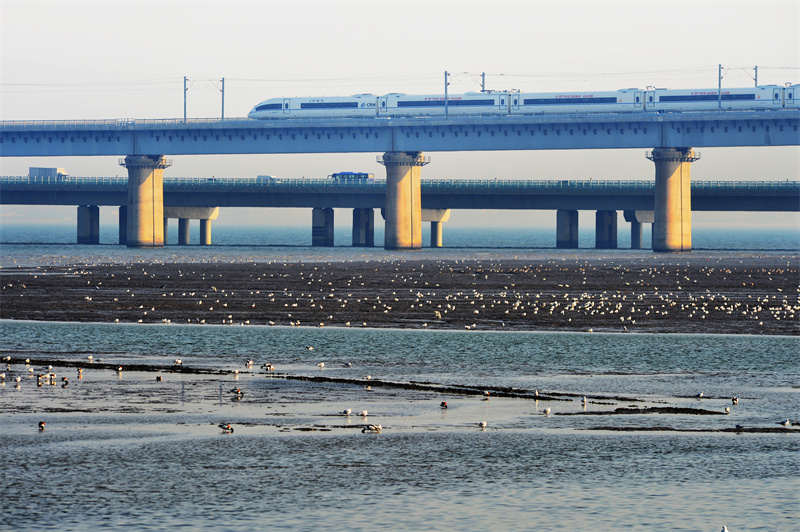 2月16日,在山東省青島市膠州灣國(guó)家級(jí)海洋公園紅島段濱海濕地,高鐵穿過(guò)“候鳥(niǎo)餐廳”,生態(tài)景觀(guān)如在畫(huà)中。王海濱攝