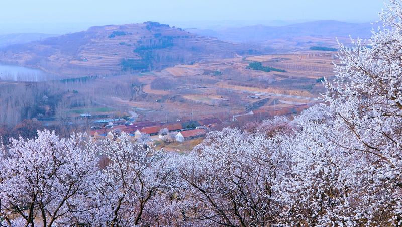 山東日照于家崮子村房前屋后，坡底山邊，繁花滿枝。劉玉平攝
