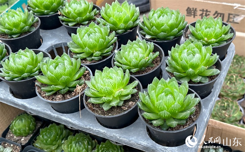 中國青州花卉苗木交易中心展示的多肉植物，目前青州是全國最大的多肉生產基地，年產多肉超10億株。人民網 喬姝攝