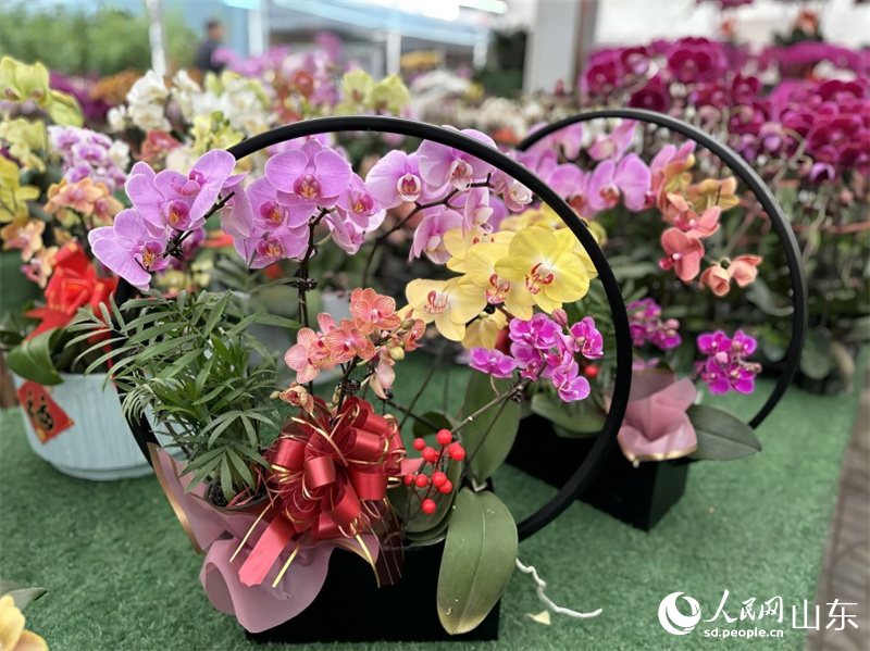中國青州花卉苗木交易中心的蝴蝶蘭產(chǎn)品。人民網(wǎng) 喬姝攝