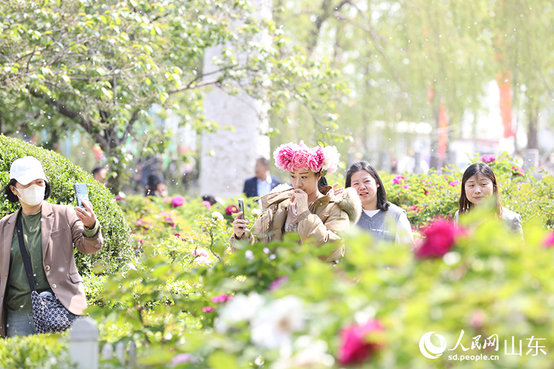 在菏澤市牡丹區曹州牡丹園內，游客紛紛拍照打卡。人民網 劉祺攝