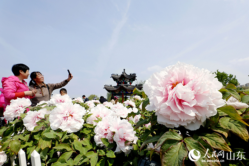 在菏澤牡丹區曹州牡丹園，牡丹花迎來盛放，引游客來拍照打卡。人民網 劉祺攝
