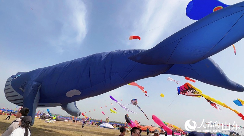 大型鯨魚(yú)造型風(fēng)箏在天空遨游。人民網(wǎng) 喬姝攝