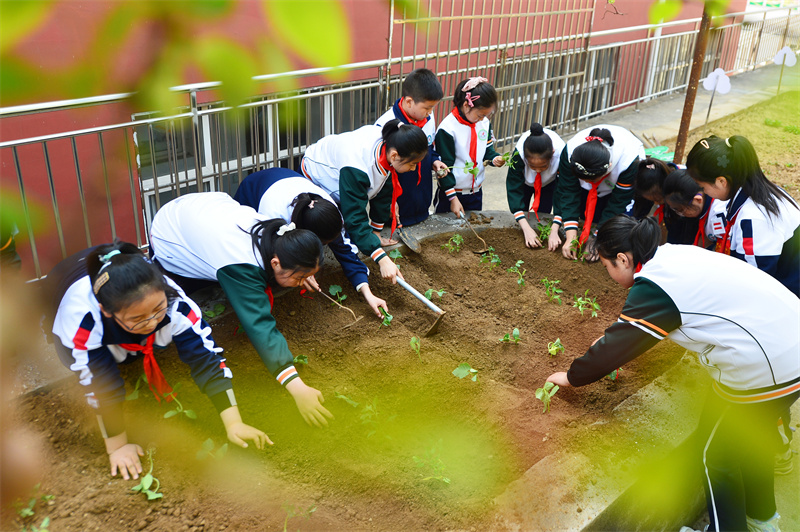 勞動課堂上，學生們在種植西紅柿和黃瓜秧苗。王海濱攝