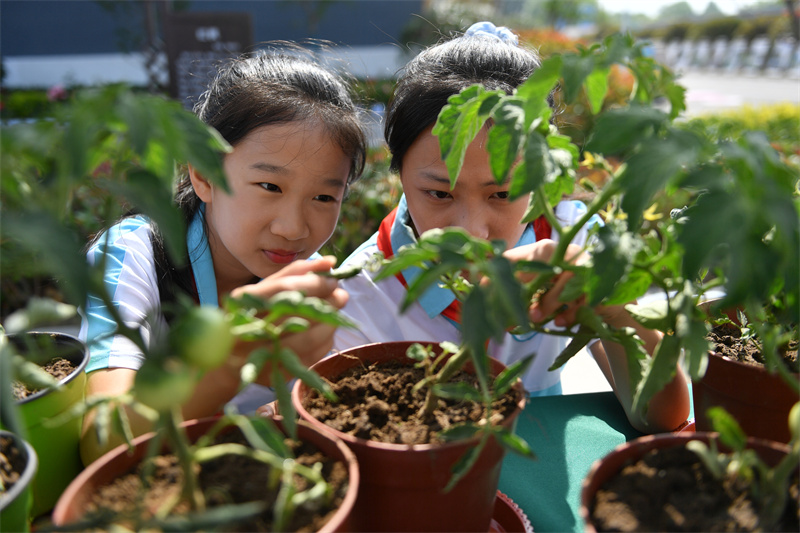 兩名植物研究社團的學生在觀察記錄西紅柿生長周期。王海濱攝