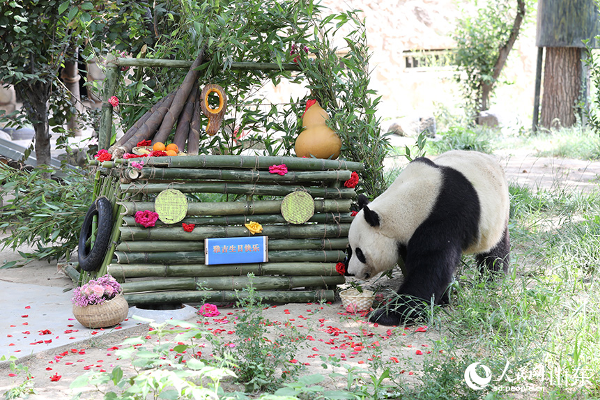 動物園工作人員為大熊貓“雅吉”精心準備的“生日蛋糕車”。人民網記者 劉祺攝