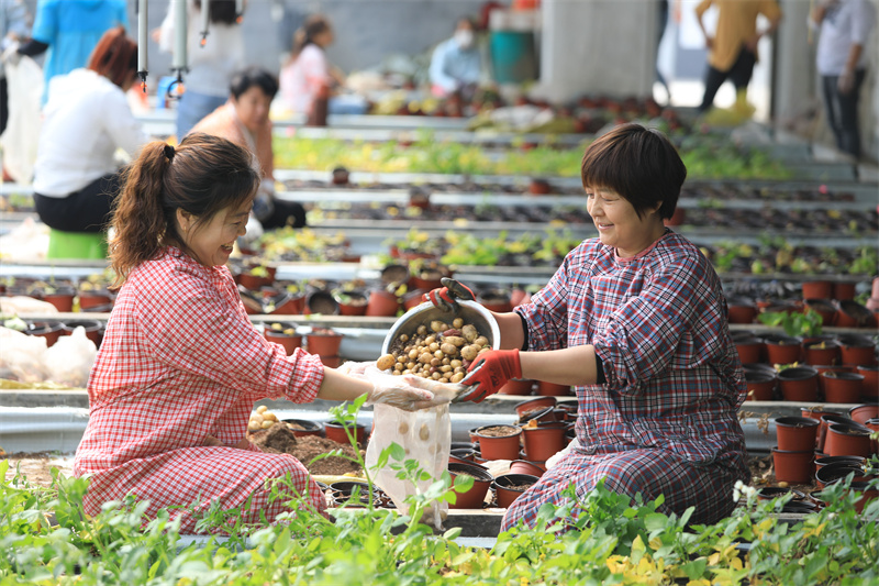 5月25日，位于山東省樂陵市的國家馬鈴薯工程技術研究中心繁育大棚里，工人們正在收獲“航天馬鈴薯”。賈鵬攝
