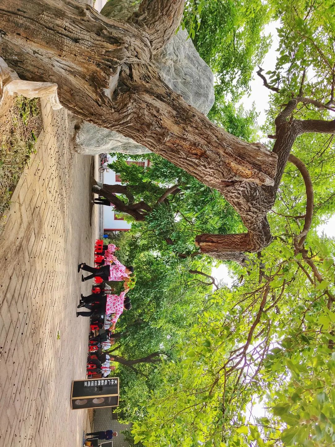 全球重要農業文化遺產——夏津古桑林。馬志勇攝