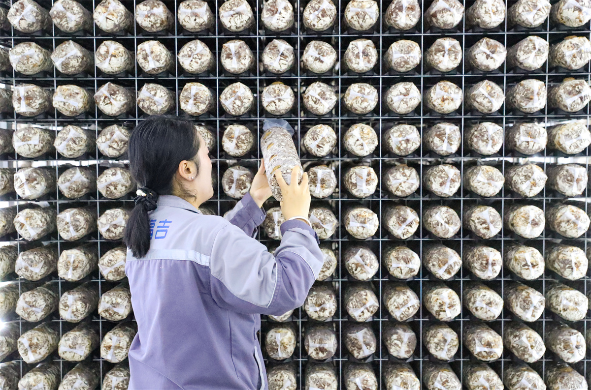 10月17日，在萊西市院上鎮(zhèn)，山東艾澤福吉生物科技有限公司的工作人員在檢查菌棒的生長狀態(tài)。（張進(jìn)剛  攝）
