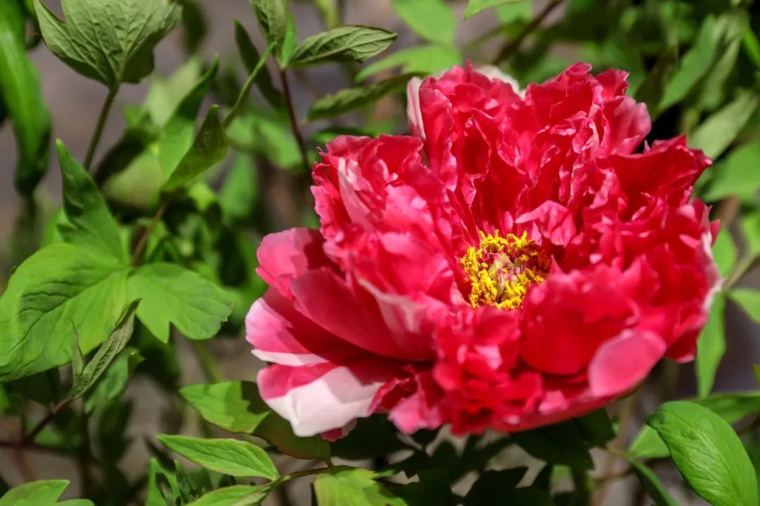 現場展出的菏澤牡丹。山東省駐京辦供圖