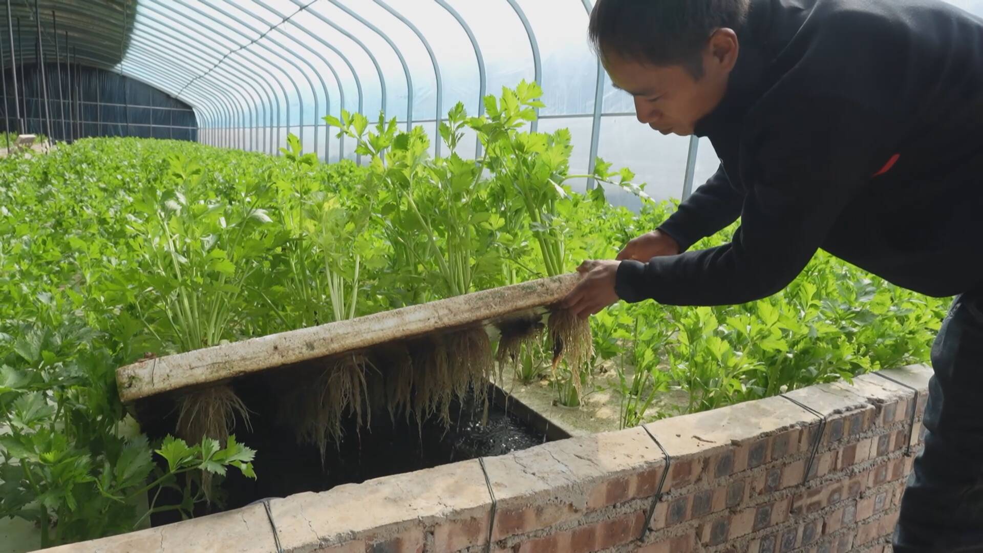黃福現正在展示魚菜共生模式
