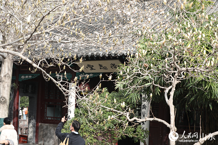 濟南趵突泉公園內，尚志堂前幾株玉蘭樹含苞待放。人民網記者 劉祺攝