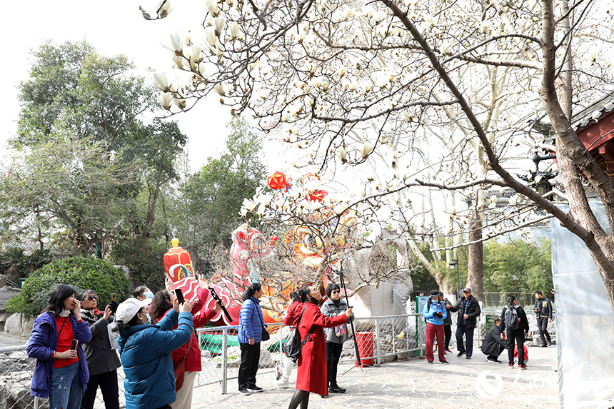 濟南趵突泉公園內玉蘭花競相盛開，吸引眾多游客前來踏春賞花。人民網記者 劉祺攝
