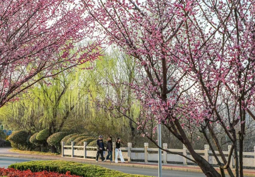 道路兩旁繁花簇?fù)恚沽U裊，春日氣息濃郁。郭寶安 攝