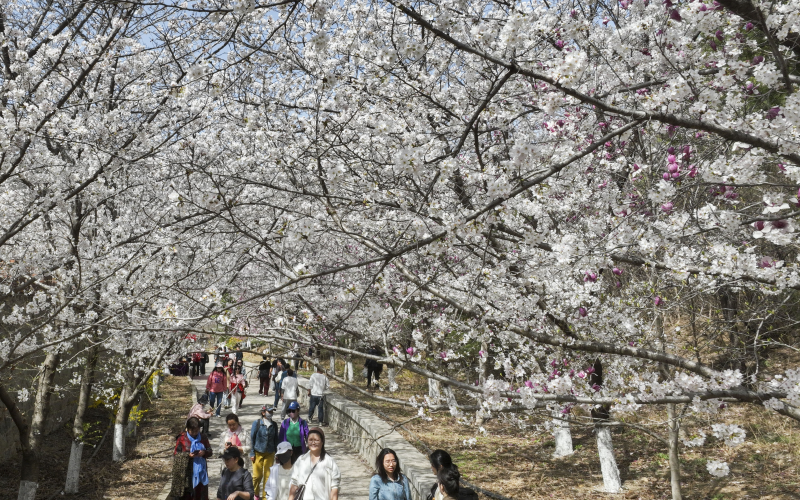 游客在山東省鄒平市西董街道櫻花山櫻花節上賞花享春天。