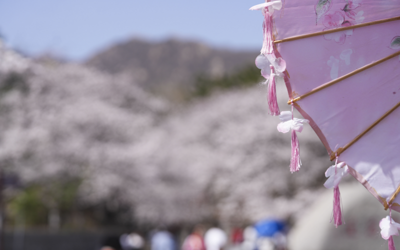 山東省鄒平市西董街道櫻花山櫻花節上，游客經過“櫻花傘”攤位進山賞花。