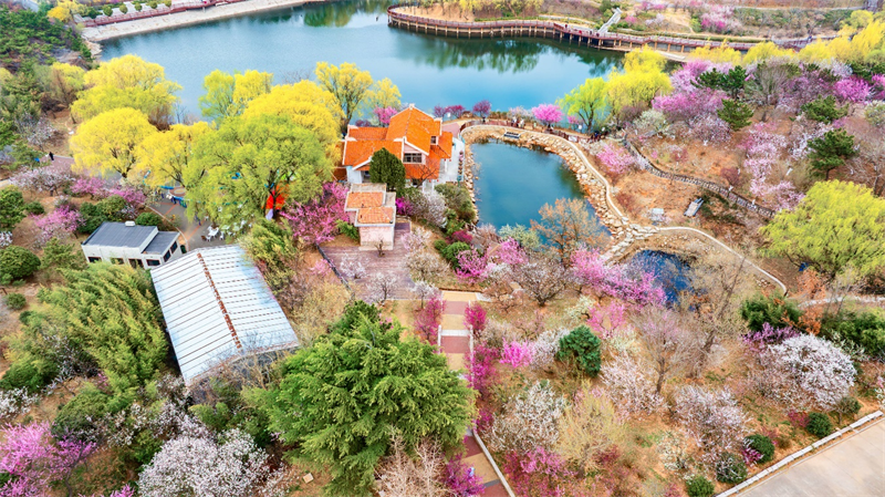 3月27日，青島梅園迎來“盛花期”，景區(qū)內(nèi)梅花綻放，吸引大量游客游玩。景區(qū)累計入園人數(shù)突破10萬人次。