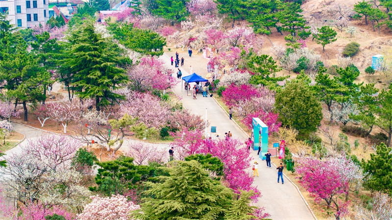 3月27日，青島梅園迎來“盛花期”，景區(qū)內(nèi)梅花綻放，吸引大量游客游玩。景區(qū)累計入園人數(shù)突破10萬人次。