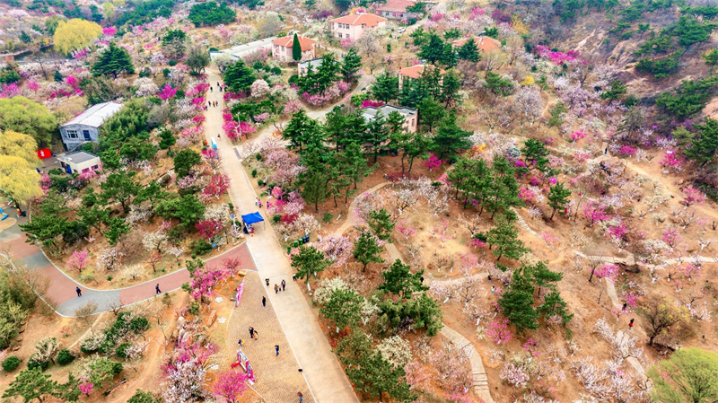 3月27日，青島梅園迎來“盛花期”，景區(qū)內(nèi)梅花綻放，吸引大量游客游玩。景區(qū)累計入園人數(shù)突破10萬人次。