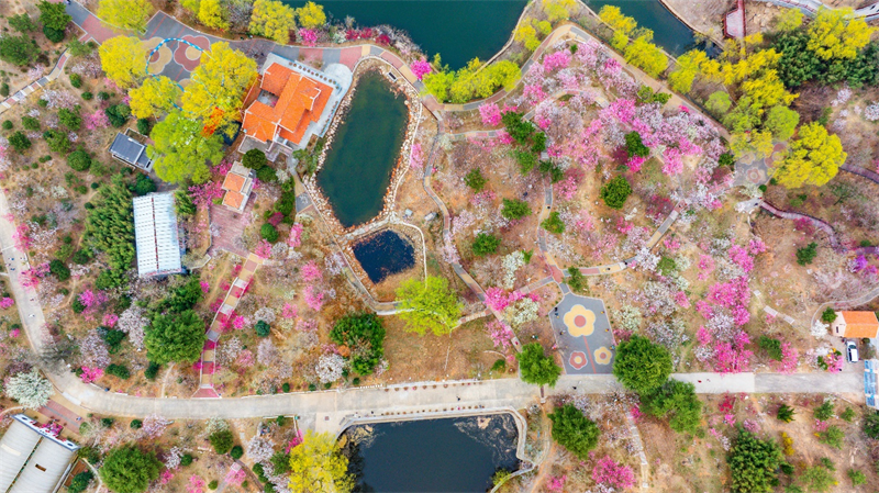 3月27日，青島梅園迎來“盛花期”，景區(qū)內(nèi)梅花綻放，吸引大量游客游玩。景區(qū)累計入園人數(shù)突破10萬人次。