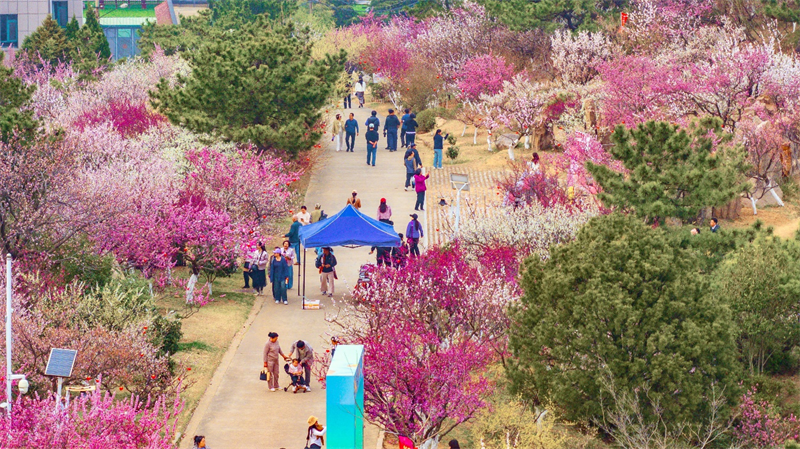 3月27日，青島梅園迎來“盛花期”，景區(qū)內(nèi)梅花綻放，吸引大量游客游玩。景區(qū)累計入園人數(shù)突破10萬人次。