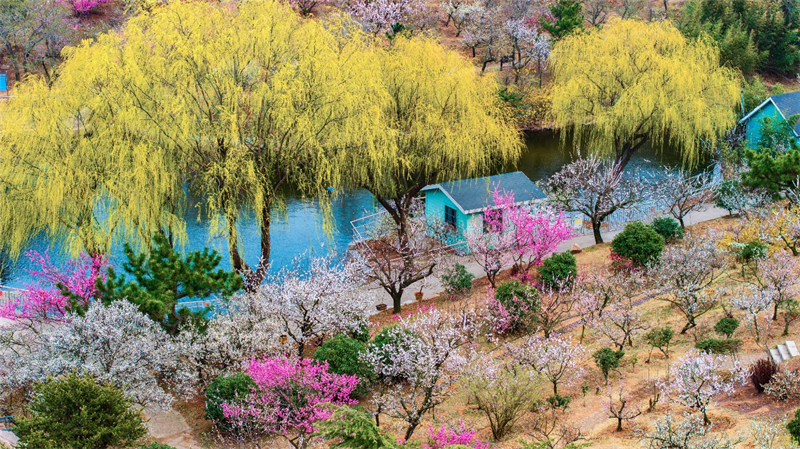 3月27日，青島梅園迎來“盛花期”，景區(qū)內(nèi)梅花綻放，吸引大量游客游玩。景區(qū)累計入園人數(shù)突破10萬人次。