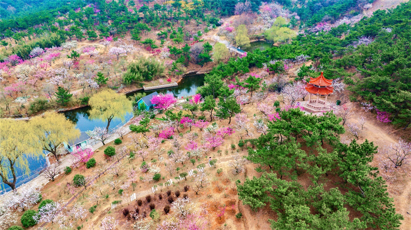 3月27日，青島梅園迎來“盛花期”，景區(qū)內(nèi)梅花綻放，吸引大量游客游玩。景區(qū)累計入園人數(shù)突破10萬人次。