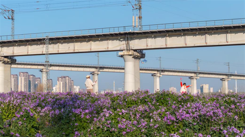 二月蘭悄然織就的錦繡云霞讓這里成為了市民放松身心，享受美景的好去處。孫順濤攝