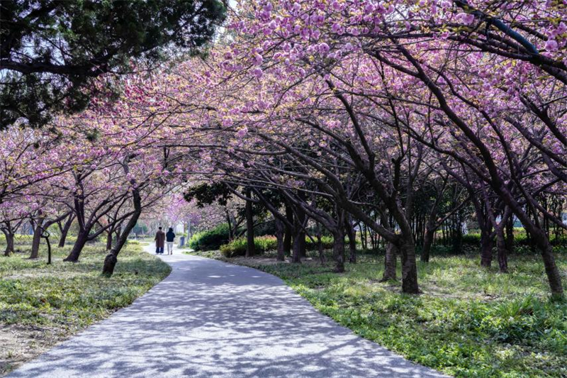 公園的小徑旁，繁花擠滿枝頭，宛如精心織就了一條 “花路” 。袁召勇攝