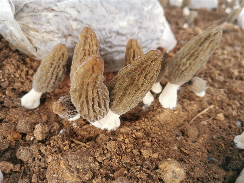 羊肚菌已成為餐桌新寵。肖倩攝