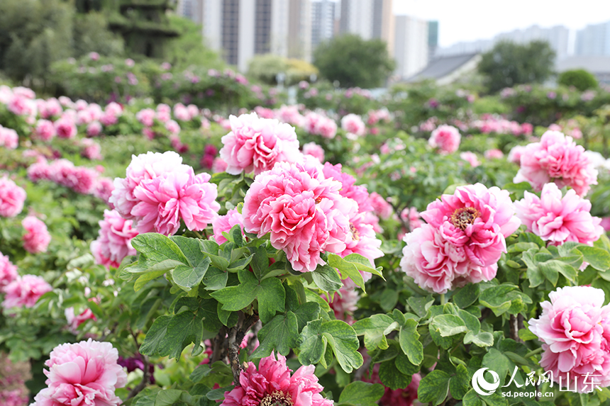 圖3）在菏澤市牡丹區(qū)曹州百花園內(nèi)，牡丹花競(jìng)相綻放。人民網(wǎng)記者 劉祺攝