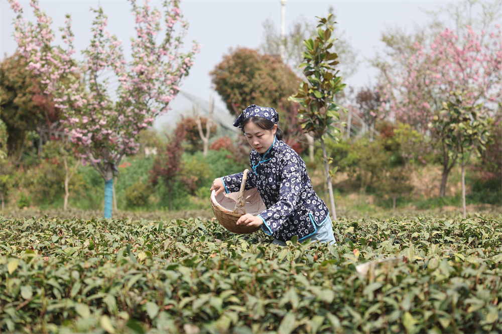 2025年4月18日，在山東省日照市后村鎮蔡家官莊村，茶農在茶園里采摘春茶。