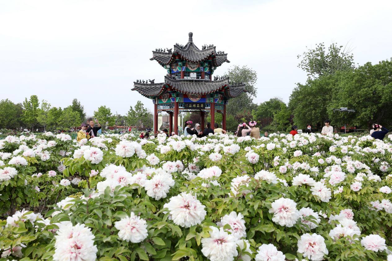 菏澤曹州牡丹園里鮮花盛開。人民網記者 劉祺攝