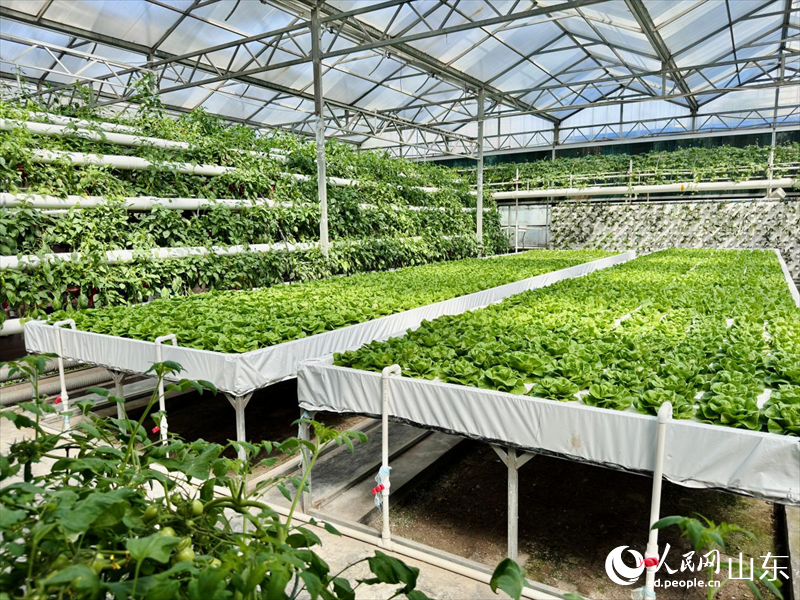 葉菜工廠化生產(chǎn)區(qū)。人民網(wǎng) 鄭昕橋攝