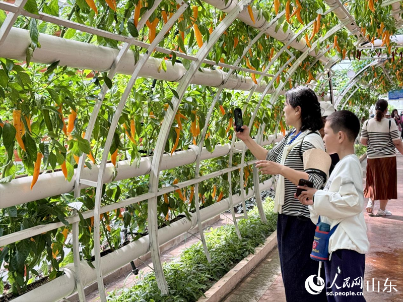 游客正在蔬菜前駐足觀賞。人民網(wǎng) 鄭昕橋攝