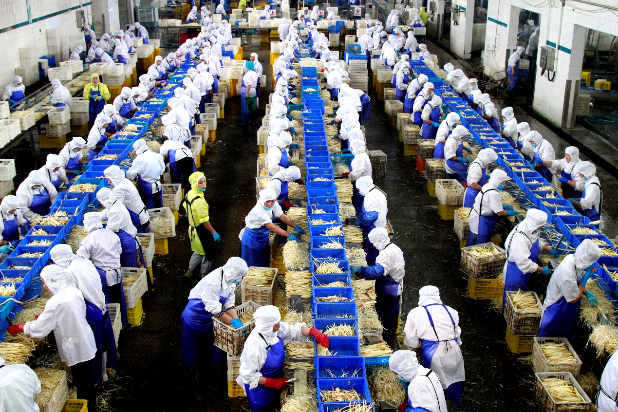 曹縣食品企業車間內，工人們正在加工蘆筍。曹縣縣委宣傳部供圖