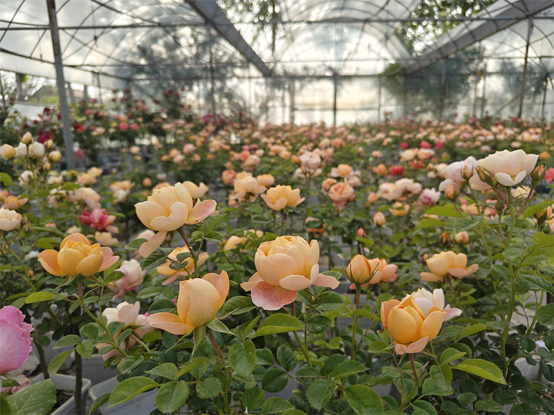 菏澤市定陶區(qū)張灣鎮(zhèn)申海村一惟花藝基地內(nèi)，月季爭相盛放。萬成攝