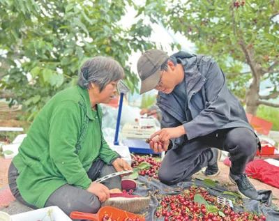 姜利紅（右）幫村民挑選櫻桃。