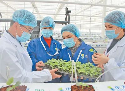山東援疆技術人員（左一）正在傳授當地工人種植技術。史亞婷攝（人民視覺）