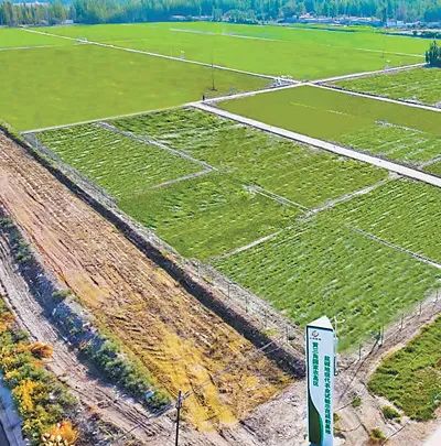 黃三角國家農高區鹽堿地現代農業試驗示范疏勒基地的作物長勢喜人。高開強攝（人民視覺）