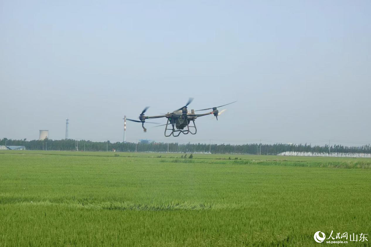 無人機在麥地上有規律地盤旋噴藥。人民網記者 宋翠攝
