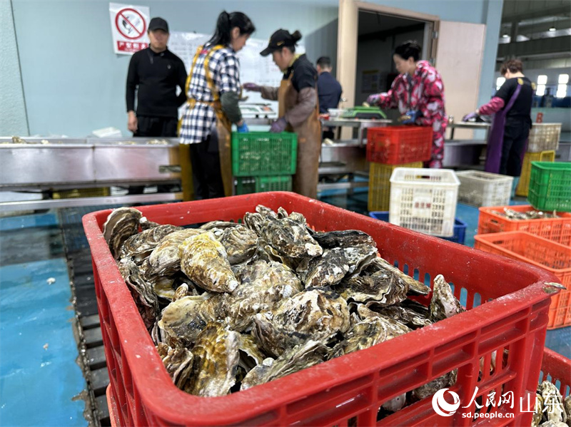 清洗好的牡蠣被裝箱，等待進入包裝環節。人民網 喬姝攝