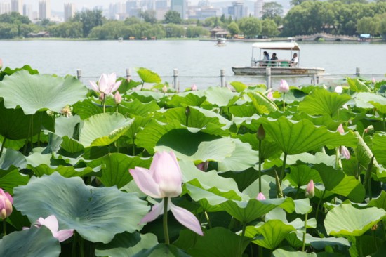 “荷”你相約！明湖賞荷正當時