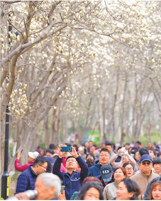 近日，濟南百花公園內玉蘭花盛開，吸引市民和游客前來賞花。