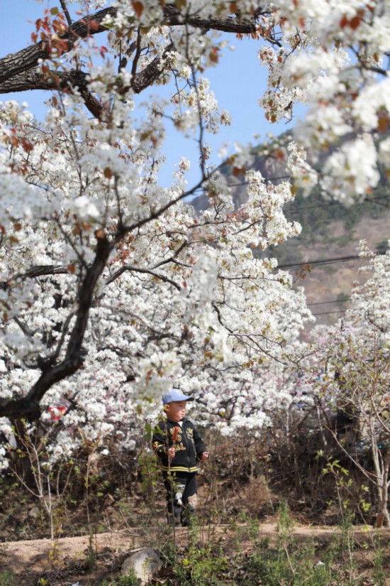 2025年4月1日，在山東省臨沂市沂南縣馬牧池鄉(xiāng)西寺堡村的百年梨園內(nèi)，小朋友正在玩耍。