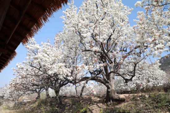 2025年4月1日，在山東省臨沂市沂南縣馬牧池鄉(xiāng)西寺堡村的百年梨園內(nèi)拍攝的梨花。