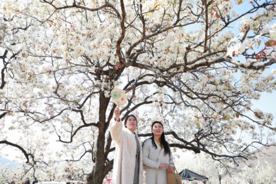 2025年4月1日，在山東省臨沂市沂南縣馬牧池鄉(xiāng)西寺堡村的百年梨園內(nèi)，游客正在觀賞梨花。