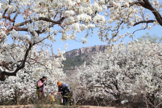2025年4月1日，一家人在山東省臨沂市沂南縣馬牧池鄉(xiāng)西寺堡村的百年梨園內(nèi)玩耍。